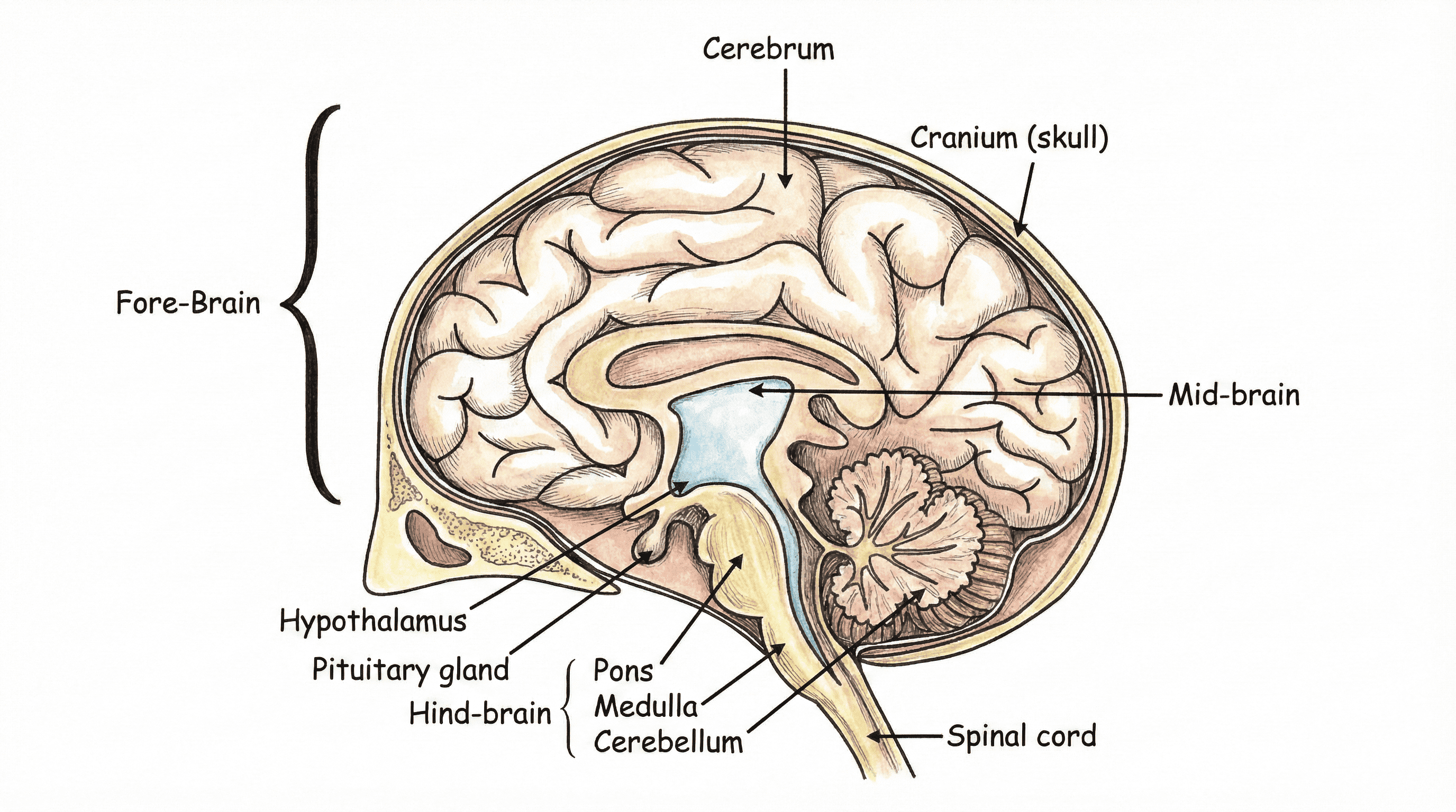 Human Brain